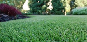 Read more about the article Crossover Skills With Lawn Care And Pest Control