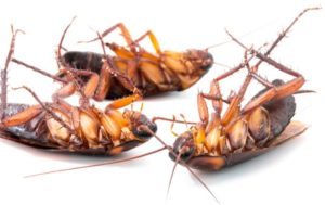 Read more about the article Pest Control