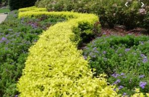 Read more about the article Shrub Treatments