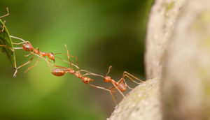 Read more about the article Fire Ant