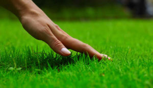 Read more about the article Lawn
