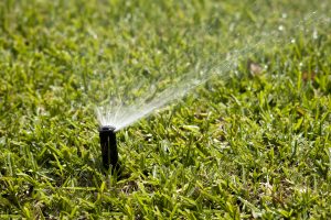 Read more about the article Watering Recommendations in a St. Augustine Grass Lawn