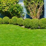 4 Tips For Keeping Your Yard Bug-Free