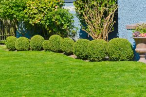 Read more about the article 4 Tips For Keeping Your Yard Bug-Free